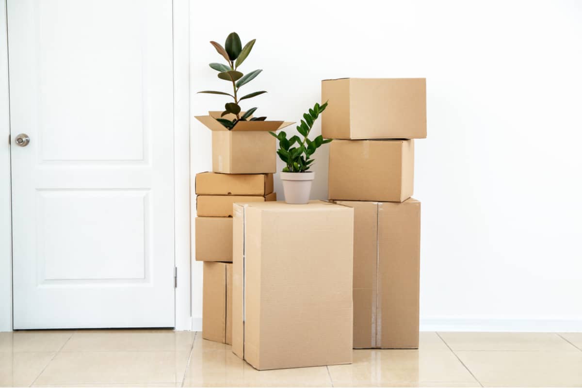 Moving Houseplants : Tips and Tricks