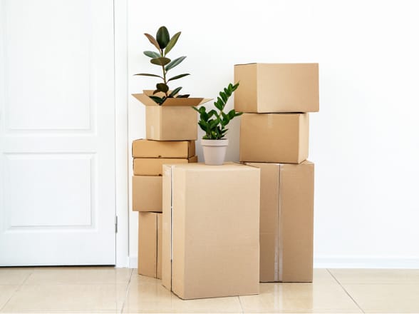 Moving Houseplants : Tips and Tricks
