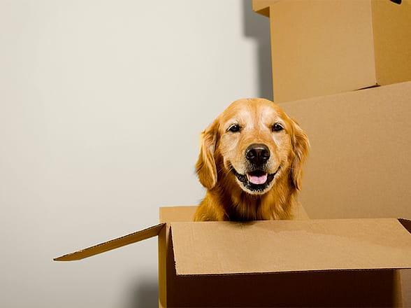 Checklist: Prepping for Pet Relocation