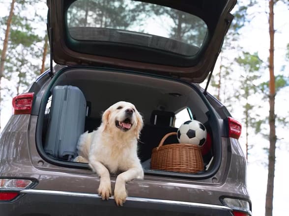 Pet Relocation: Tips for Moving With Your Furry Friends