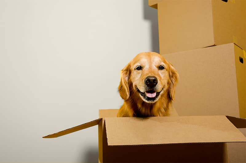 Checklist: Prepping for Pet Relocation